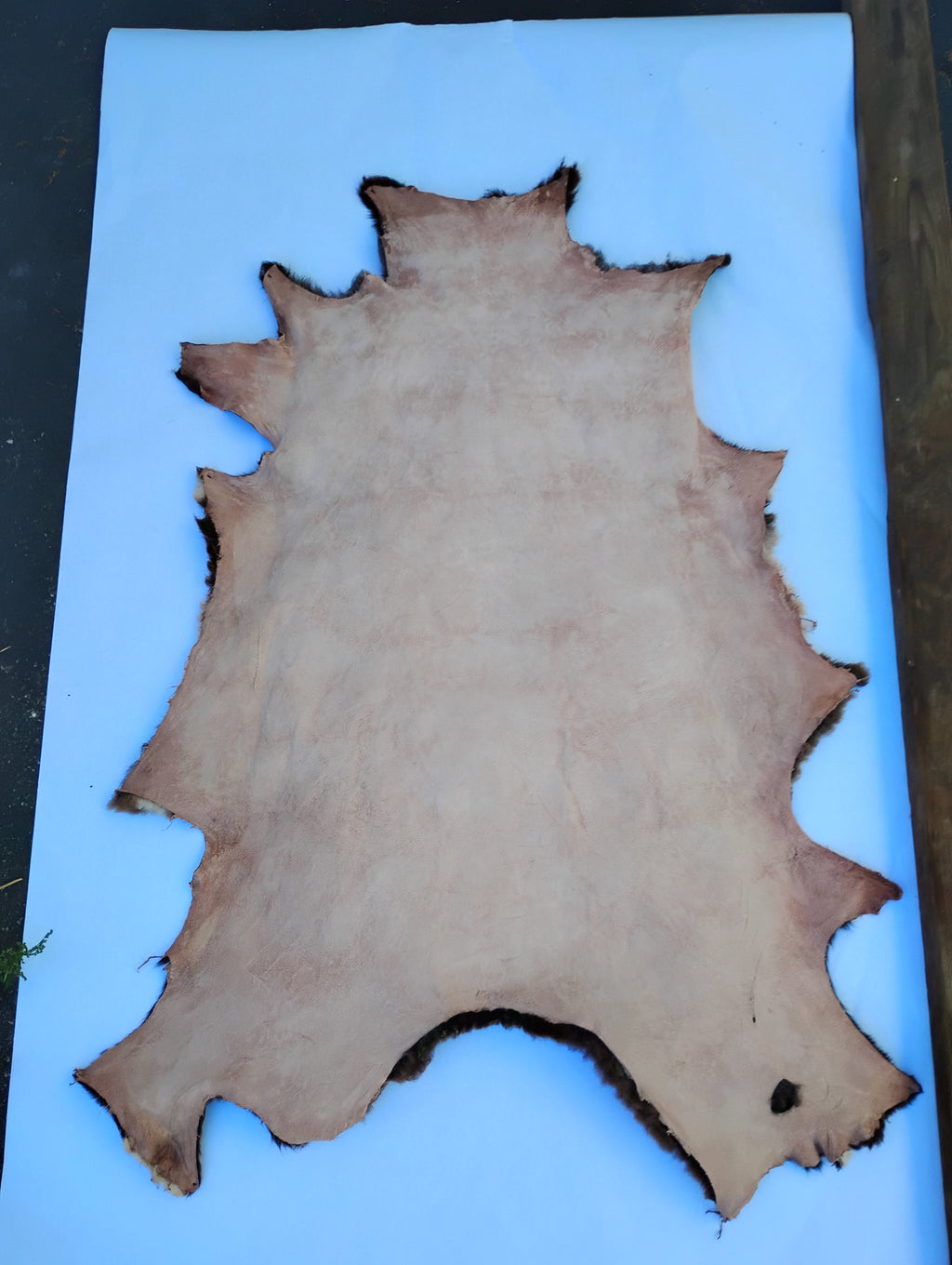 Bark tanned sheepskin 37 x 26 1 inch wool/hair