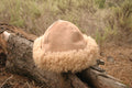 Classic hat Medium, fits