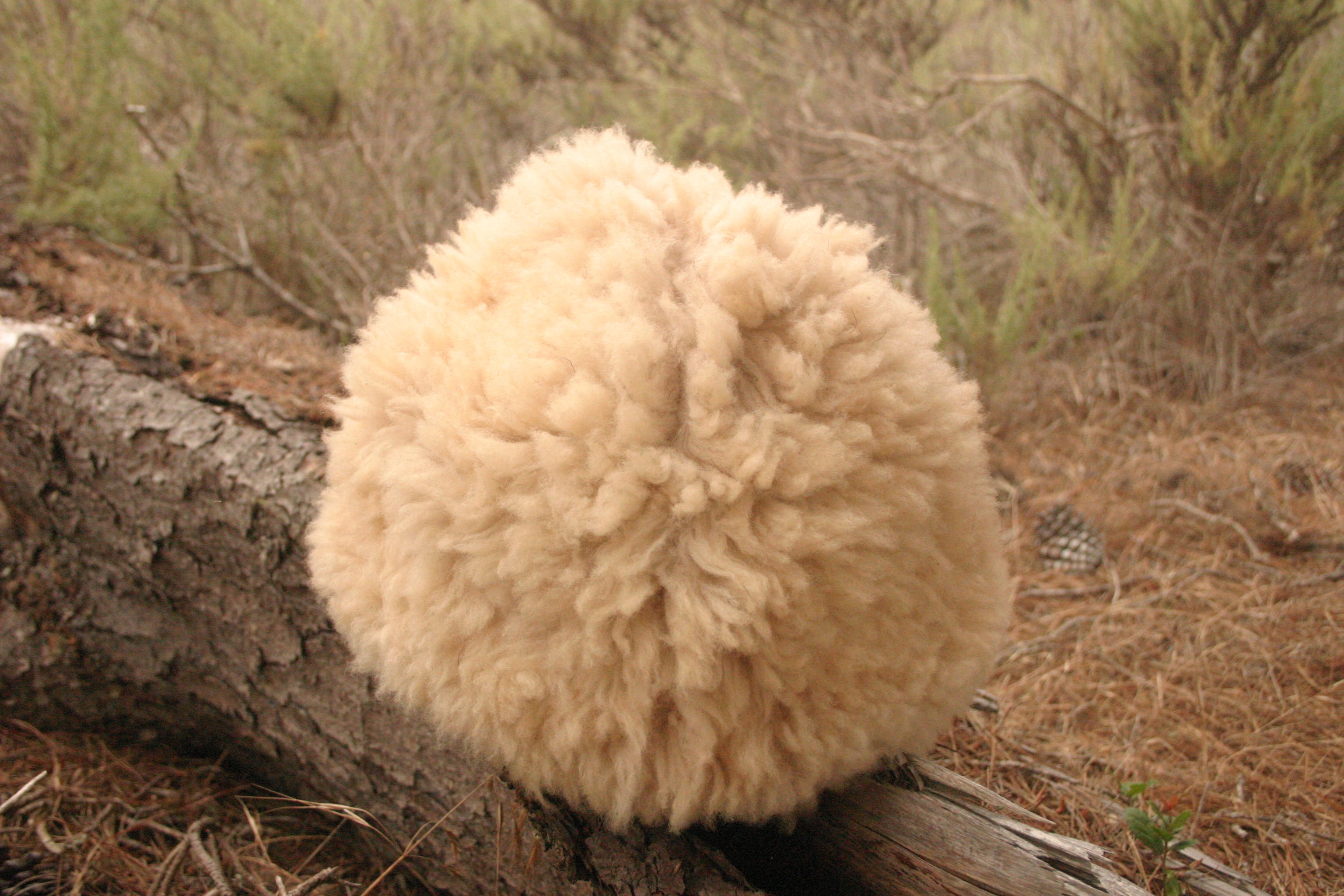 Classic hat Medium, fits